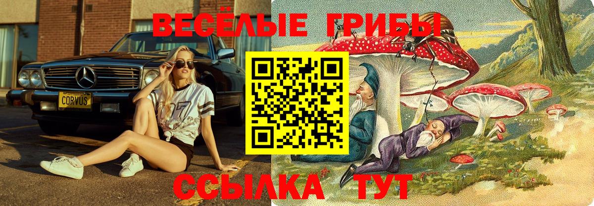 Галлюциногенные грибы Psilocybe Ейск